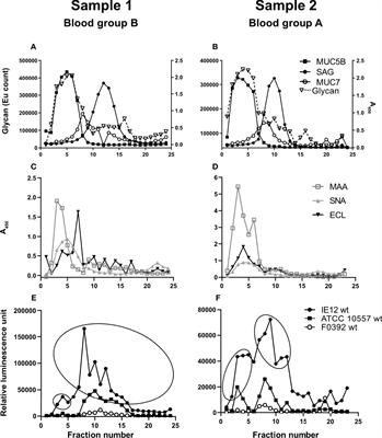 Streptococcus oralis Employs Multiple Mechanisms of Salivary Mucin Binding That Differ Between Strains